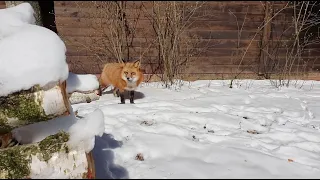 Alice the fox. The fox does not allow digging in the ground.