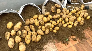 Growing Potatoes at home, very easy and many tubers, growing potatoes on the terrace