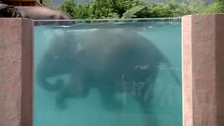 В Японии можно посмотреть на плавающих слонов (новости)