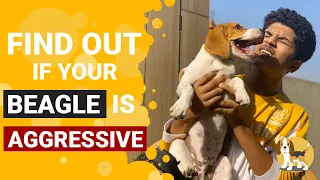 9 Signs that your Beagle is Aggressive