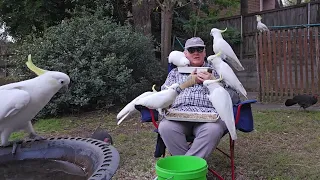 Chatting and patting with wild cockatoos