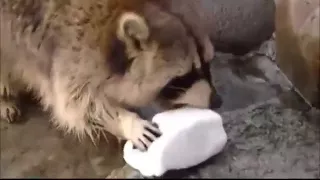 Racoon Gets Sad when His Cotton Candy Dissolves in Water