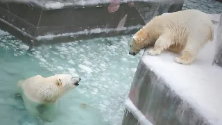 Gerda's mother, looking at the fun of the cubs, could not stand it and jumped into the water.