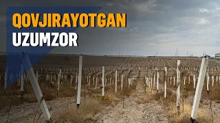 Adirlikda "quritilgan" milliardlar: Oltiariqdagi yangi uzumzor nega quridi?