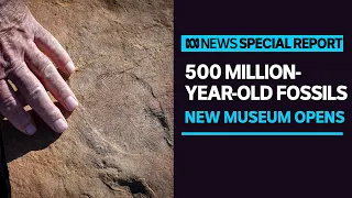 Cattle farmer stumbles across 'alien' fossil find, half-a-billion-years old | ABC News