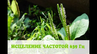 Частоты Сольфеджио: исцеление частотой 639 ГЦ