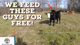 How To Be Profitable With Beef Cattle - Low Cost Feeding