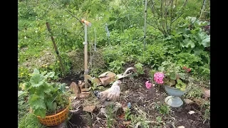 Заходите в гости: мой сад в середине июля
