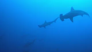 Cocos Island - Scuba Diving (28.08.2021 - 07.09.2021) - 4K with Google Chrome Browser