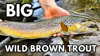 My BIGGEST Brown Trout From The Wye - Wild UK River Fishing Dry Fly