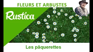 Les pâquerettes