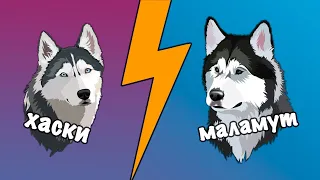 Difference between husky malamute?