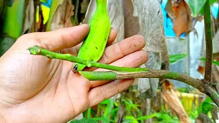 Homemade Banana Natural Hormone For Mango Tree Grafting For Beginner