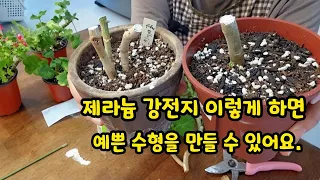 #pelargonium  여름동안 목질화된 #제라늄강전지 잘하는 방법 알려드릴께요.