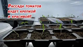 Появились всходы томатов? Срочно сделайте эти ПЯТЬ простых шагов!