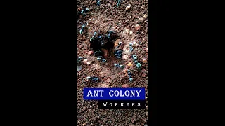 Ant colony | The behaviour of ant colonies | research in robotics | Ant shorts