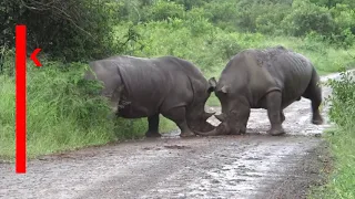 Savage Rhino attack with Tim Brown Tours