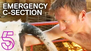 A Cow Gets an Emergency C-Section | The Yorkshire Vet | Channel 5