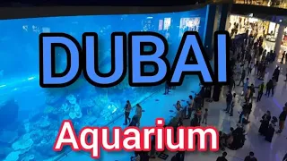 Fish Aquarium in Dubai Mall|Dubai Aquarium |Life with Nasir