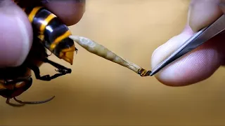 Почему Пчелы Умирают После Укуса
