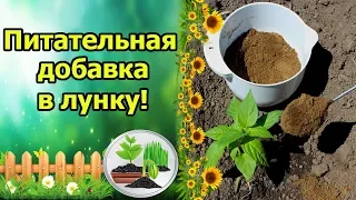 ДЕШЕВАЯ ОРГАНИЧЕСКАЯ ДОБАВКА В ЛУНКУ ПРИ ПОСАДКЕ ПЕРЦА!