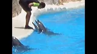 Espectáculo Delfines - Loro Parque Tenerife