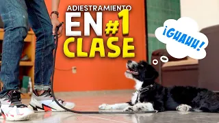 Adiestramiento Canino EN UN SOLO VIDEO