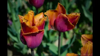 Парад тюльпанов в Никитском ботаническом саду . 2020