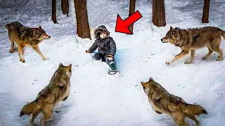 When 4 Wild Wolves Surrounded a Little Boy, Something Incredible Happened