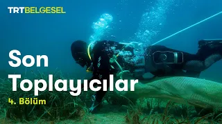 Son Toplayıcılar | Deniz Patlıcanı ve Yabani Bal | TRT Belgesel