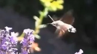 Taubenschwänzchen im Lavendel