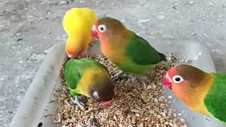 Lovebirds