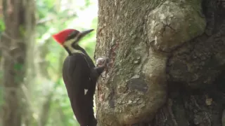 Pileated Woodpecker in HD