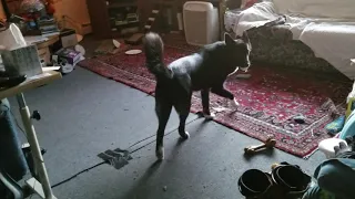 Testing puppy's epic hilarious reactions to Alexa making different wolf sounds.