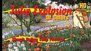 Skagit Valley Tulip Festival Washington Welcomes Visitors With Amazing Colors And Millions Of Tulips