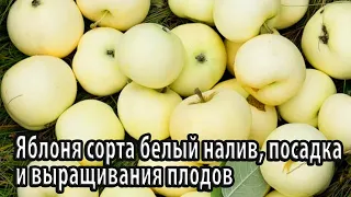 Яблоня сорта белый налив особенности посадки и выращивания ранних плодов