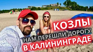 Пересеклись с Козлами в Калининграде/Янтарный 2023