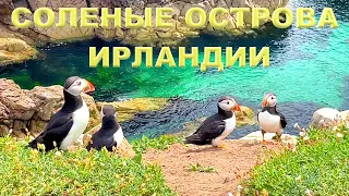 СОЛЕНЫЕ ОСТРОВА-SALTEE ISLAND/РЕДКИЕ ПТИЦЫ ИРЛАНДИИ/ОСТРОВ НА ОСТРОВЕ