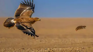 The Best of Eagle Attacks 2020 - Most Amazing Moments Of Wild Animal Fight! Wild Discovery Animals