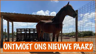 We gaan een paard ophalen! | DierenpraatTV