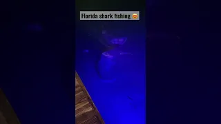 BIG shark in the Florida keys