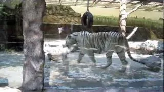 Белый тигр играется (White Tiger Krasnodar Safari-park)