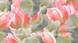 Tulip Pink 4, 5, 6, 7 (20) Transition ProShow Producer (Example / Sample)