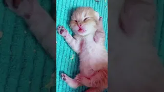 Super Cute Cats ♥ Best Funny Cat Videos 2021 💗 Cat Videos for Cats to Watch 💗  #12