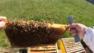 05  04 20 Сохранить матку с горсткой пчелы, усиление слабых семей.