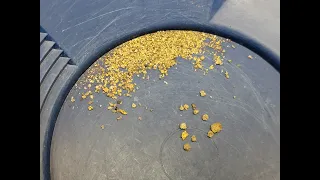 Gold Panning Southern California, Kern River