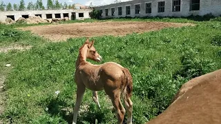 Бэрримор (Барий-Мрия) буденновский