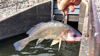 Near STATE RECORD!!! (Two BUCKET LIST Fish in ONE Day!!!)