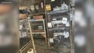 Gilbert rabbit breeder blasts Arizona Humane Society for seizing 166 rabbits