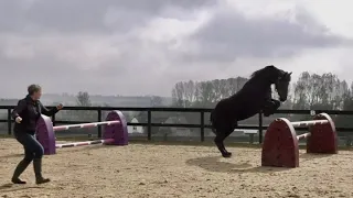 Friesian horses have a very powerful engine at the back, Apollo loves to show what he can do 👏